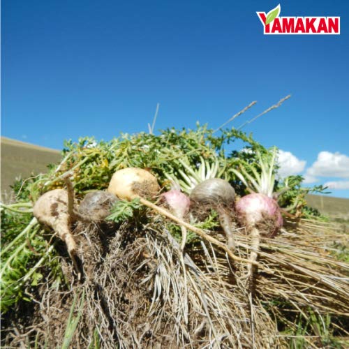 山本漢方製薬 無添加 マカ粒100% 活力増強 大容量 360粒 90日分【Amazon.co.jp限定】 中間 画像