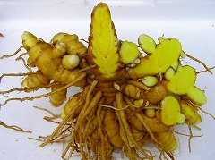 屋久島春ウコン600粒 無農薬・無化学肥料栽培の春ウコンタブレット120g(1粒0.2ｇ） 中間 画像