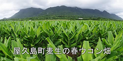 屋久島春ウコン600粒 無農薬・無化学肥料栽培の春ウコンタブレット120g(1粒0.2ｇ） 中間 画像