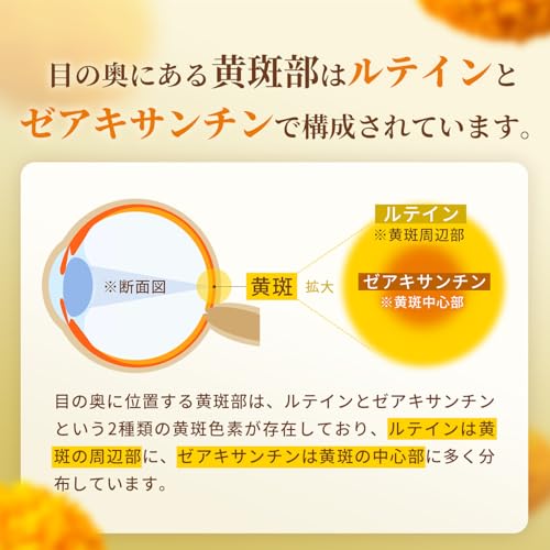【60日分】 ルテイン 65mg ゼアキサンチン 13mg サプリ (ルティンとゼアキサンチンの5:1黄金比率) フリー体 国内製造 Lutein Zeaxanthin 高濃度 Herbase（ハーベース）の特徴・詳細 画像