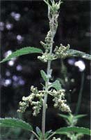 エクレクティック ネトル (イラクサ) 300mg×90カプセル e032の詳細・まとめ 画像